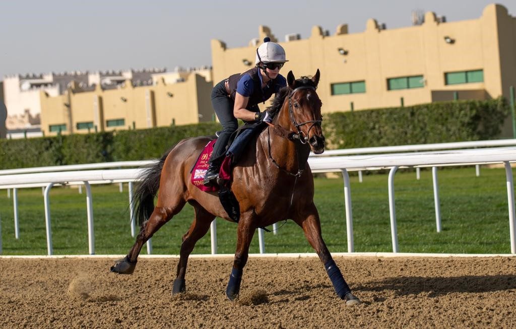Tempus training in Qatar under his regular rider Lauren Smith.